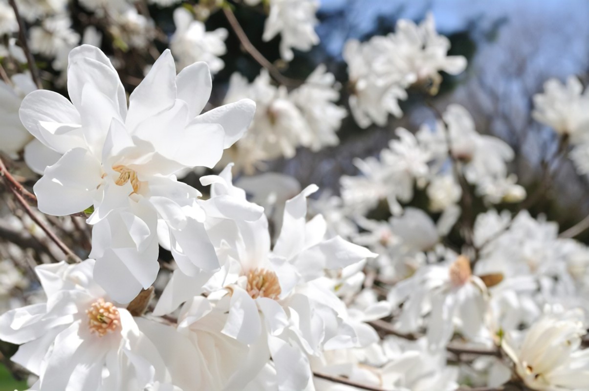 Magnolia tulpenboom Linden Tuinen